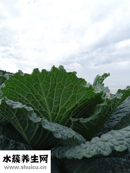 白菜減肥方法