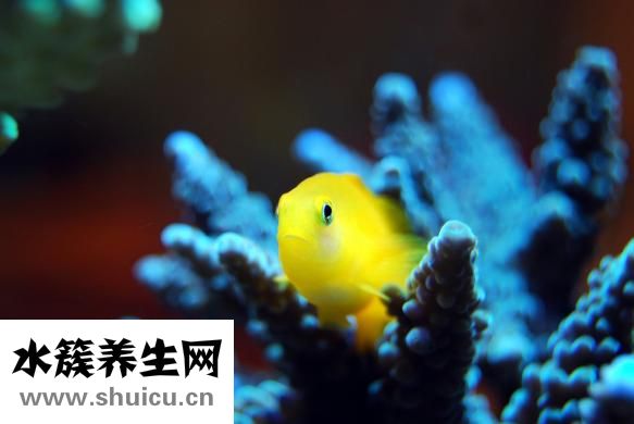 神奇珊瑚癬凈