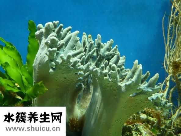 神奇珊瑚癬凈
