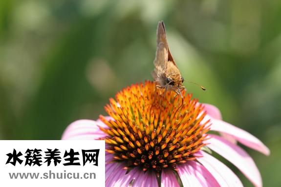舌頭對應五臟圖