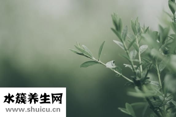 鴿子的做法