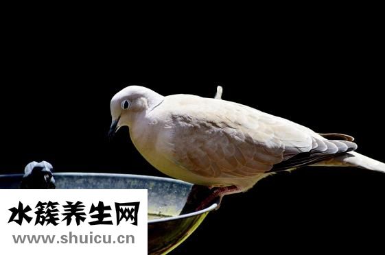 鴿子的做法