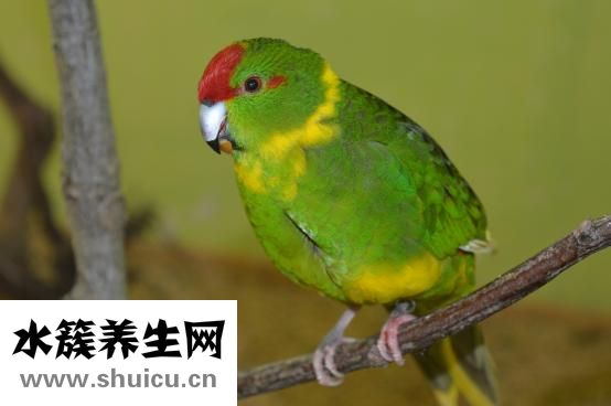 鸚鵡蛋能吃嗎