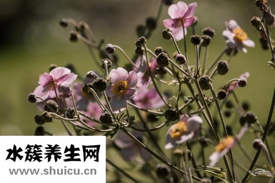 肚子里有蛔蟲的癥狀