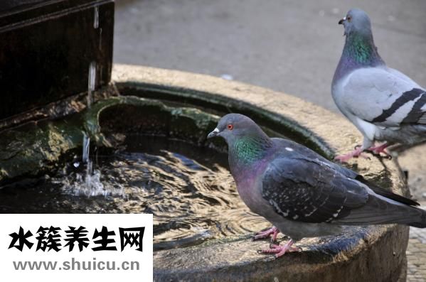 鴿子的做法