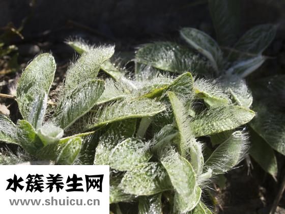 結核分枝桿菌