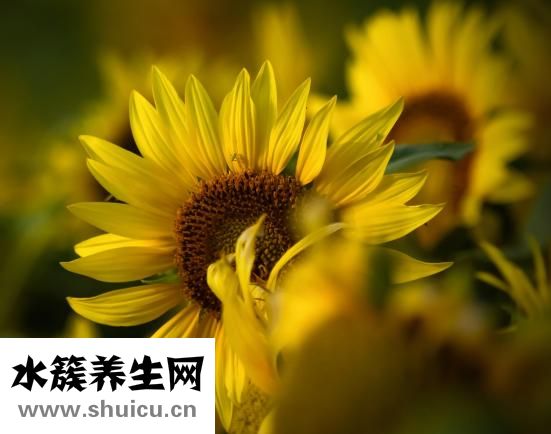 鴿子的做法