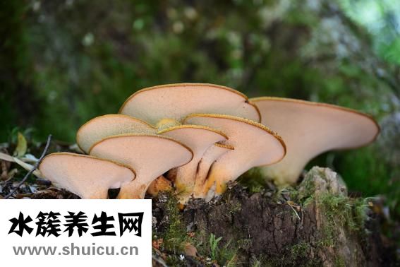 發明家有哪些