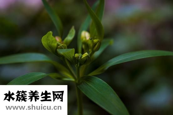 卸妝水怎么用