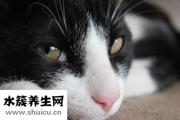 含羞草怎么養