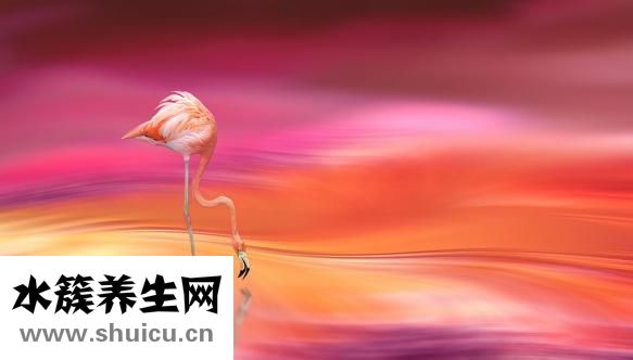 培根是什么