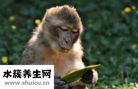 什么是脫肛