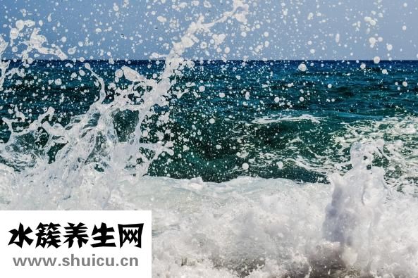 含羞草怎么養