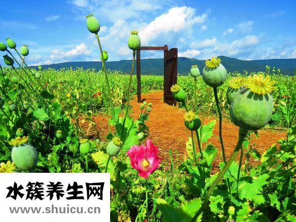小蘇打是什么
