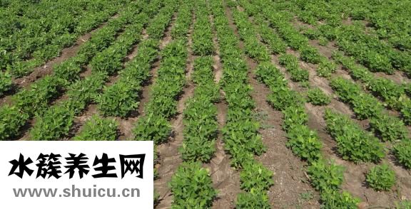 八寶粥怎么煮