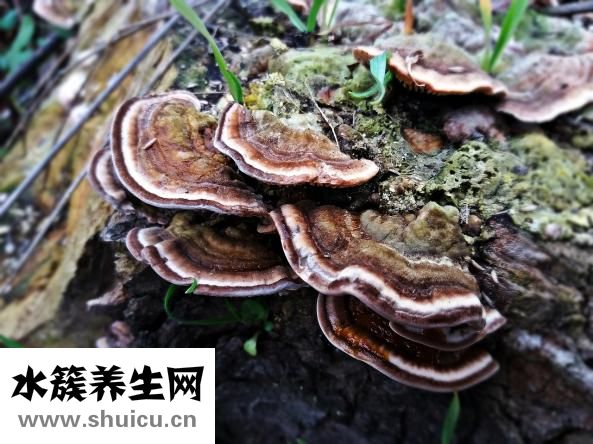 怎么做壽司