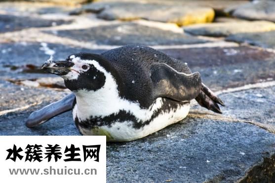 斗魚怎么養