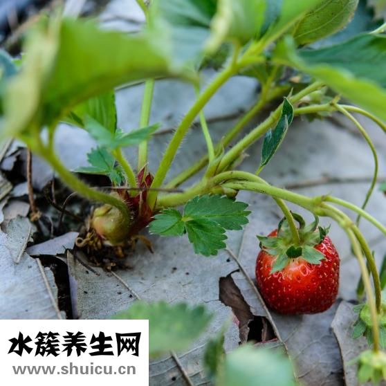 如何調理腸胃