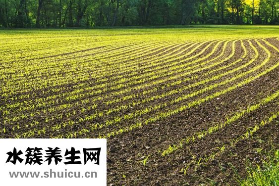 小蘇打是什么
