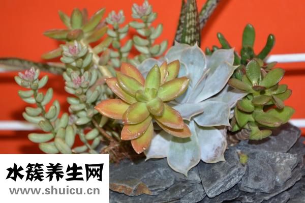 怎么減肚子