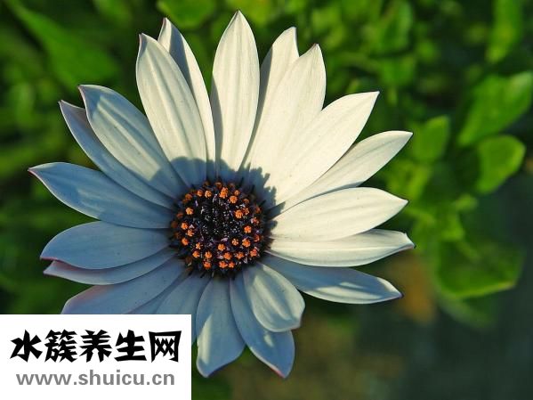備孕吃什么
