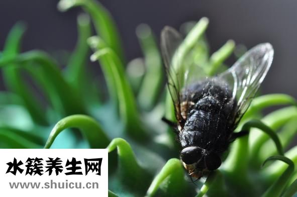 涼皮怎么做