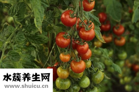 吃什么菜減肥