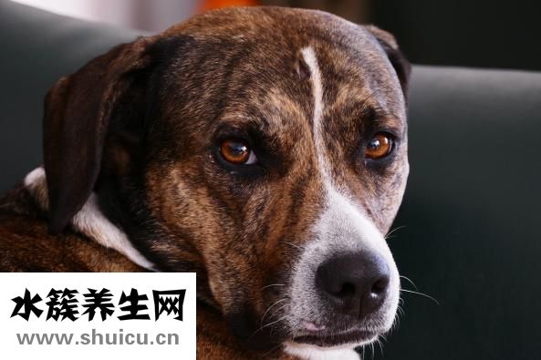為什么鼻子上長痘痘