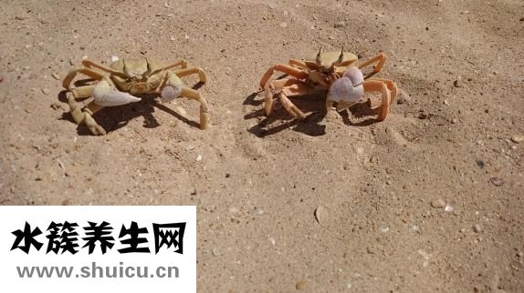 大蝦怎么做