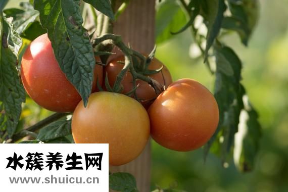尿酸高吃什么