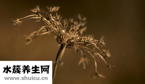 七月開什么花