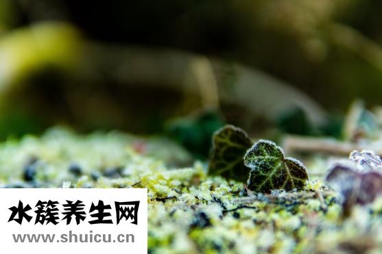 國籍怎么填