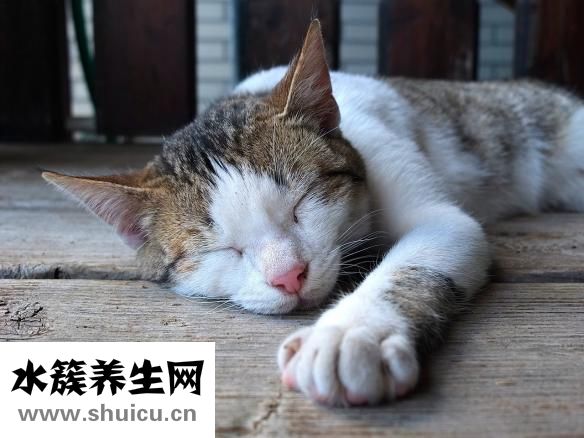 什么時候入伏