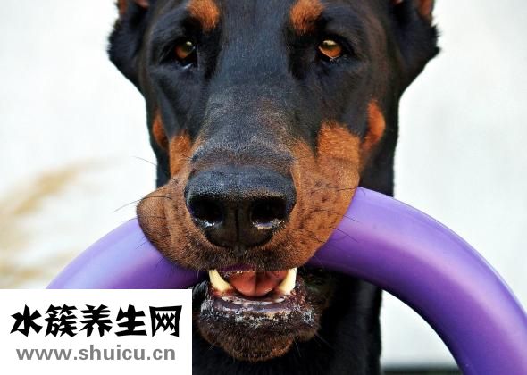 為什么鼻子上長痘痘