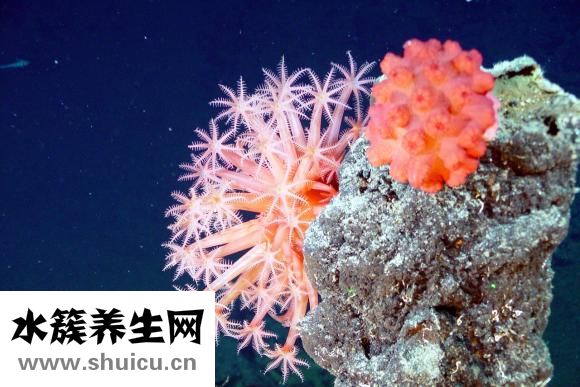 吃什么生發