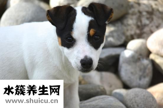 為什么鼻子上長痘痘