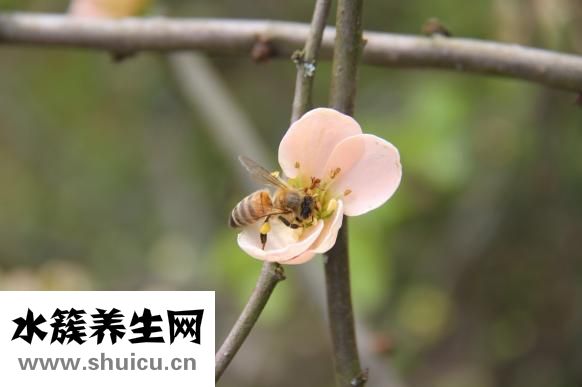 吃什么治便秘