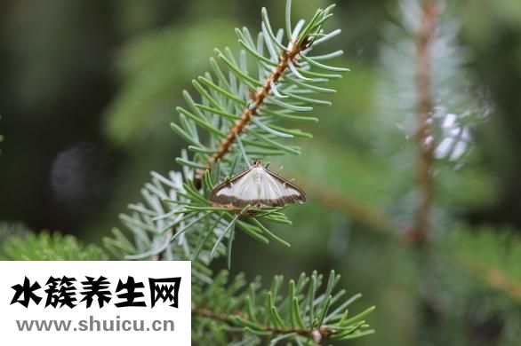 嗎咖是什么