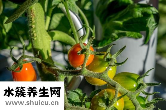 吃什么補鐵