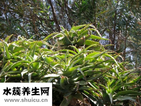 如何去除黑頭