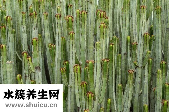 仙人掌怎么養