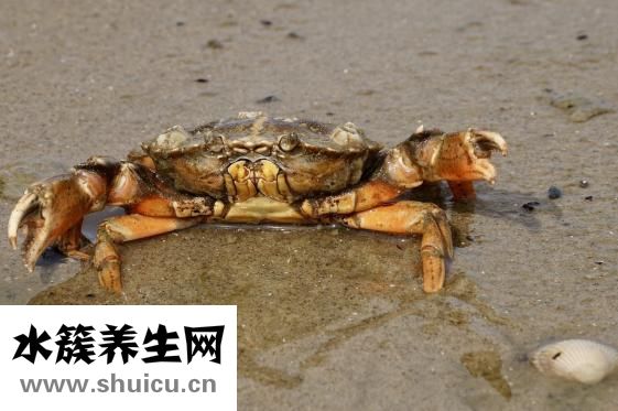 小龍蝦怎么吃