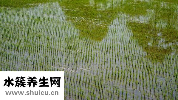 喝什么粥養胃