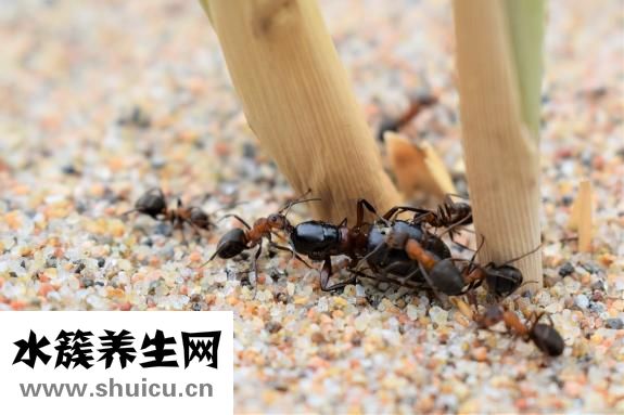 如何消滅螞蟻