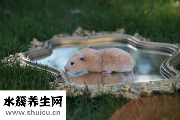 倉鼠怎么養