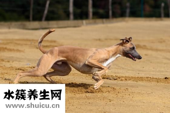 中暑了怎么辦