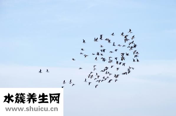 如何鍛煉腹肌