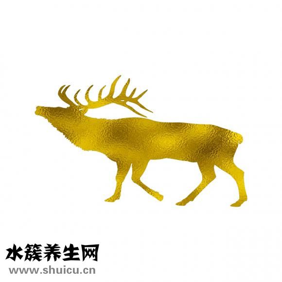 寵物怎么托運