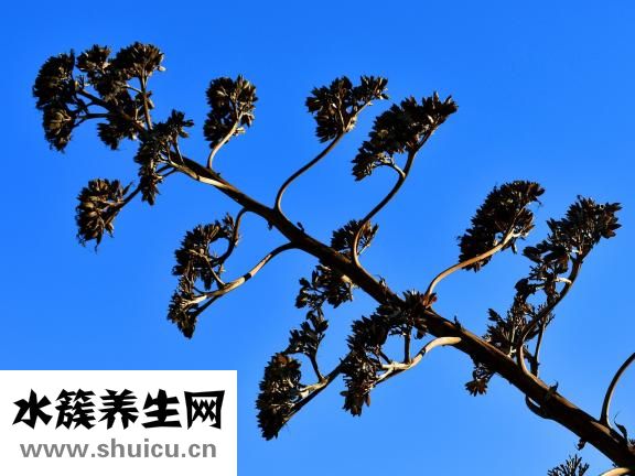 優點有哪些