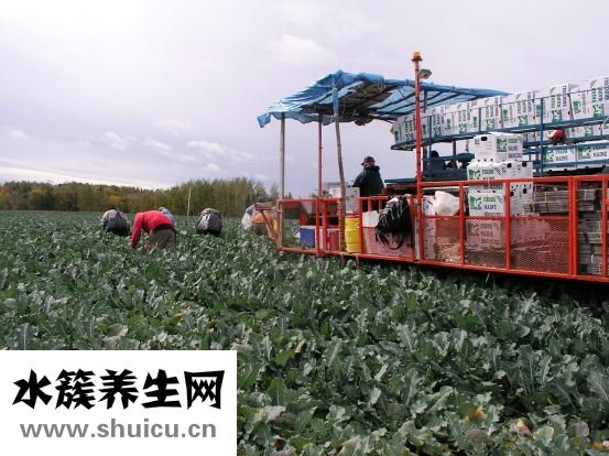 怎么去黑頭